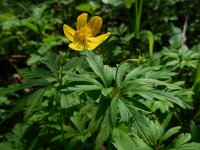 Anemone ranunculoides 33, Gele anemoon, Saxifraga-Ed Stikvoort