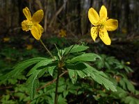 Anemone ranunculoides 36, Gele anemoon, Saxifraga-Ed Stikvoort