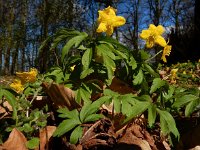 Anemone ranunculoides 38, Gele anemoon, Saxifraga-Ed Stikvoort