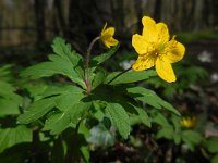 Anemone ranunculoides 41, Gele anemoon, Saxifraga-Ed Stikvoort