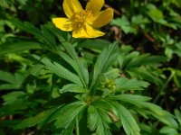 Anemone ranunculoides 43, Gele anemoon, Saxifraga-Ed Stikvoort