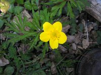 Anemone ranunculoides 9, Gele anemoon, Saxifraga-Jasenka Topic
