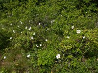 Anemone sylvestris 12, Grote anemoon, Saxifraga-Ed Stikvoort