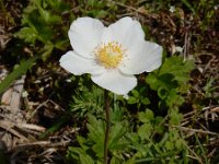 Anemone sylvestris 14, Grote anemoon, Saxifraga-Ed Stikvoort