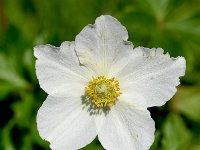 Anemone sylvestris 16, Grote anemoon, Saxifraga-Sonja Bouwman  Snowdrop anemone - Anemone sylvestris - Ranunculaceae familie