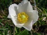 Anemone sylvestris 21, Grote anemoon, Saxifraga-Hans Grotenhuis