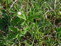 Anemone sylvestris 22, Grote anemoon, Saxifraga-Hans Grotenhuis