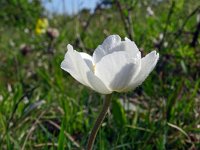 Anemone sylvestris 23, Grote anemoon, Saxifraga-Hans Grotenhuis