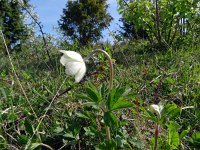 Anemone sylvestris 24, Grote anemoon, Saxifraga-Hans Grotenhuis