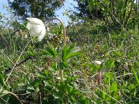 Anemone sylvestris 25, Grote anemoon, Saxifraga-Hans Grotenhuis