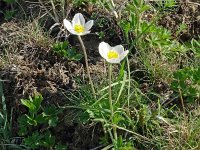 Anemone sylvestris 26, Grote anemoon, Saxifraga-Hans Grotenhuis