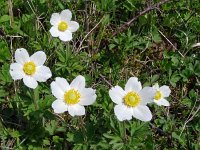 Anemone sylvestris 29, Grote anemoon, Saxifraga-Hans Grotenhuis