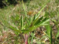 Anemone sylvestris 4, Grote anemoon, Saxifraga-Rutger Barendse