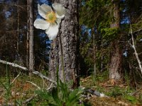 Anemone sylvestris 5, Grote anemoon, Saxifraga-Ed Stikvoort