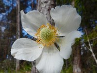 Anemone sylvestris 7, Grote anemoon, Saxifraga-Ed Stikvoort