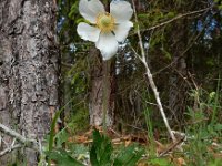 Anemone sylvestris 8, Grote anemoon, Saxifraga-Ed Stikvoort