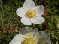 Anemone sylvestris 9, Grote anemoon, Saxifraga-Ed Stikvoort