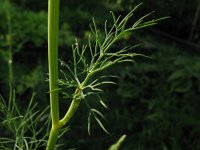 Anethum graveolens 1, Dille, Saxifraga-Rutger Barendse