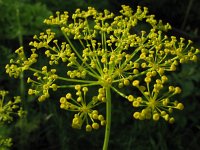 Anethum graveolens 2, Dille, Saxifraga-Rutger Barendse