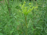 Anethum graveolens 3, Dille, Saxifraga-Rutger Barendse