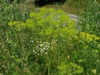 Anethum graveolens 6, Dille, Saxifraga-Rutger Barendse