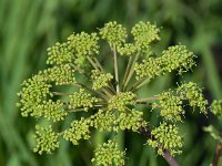 Angelica archangelica 40, Grote engelwortel, Saxifraga-Sonja Bouwman