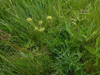 Angelica pyrenaea 2, Saxifraga-Ed Stikvoort : 12 juni 2024 Col du Béal en richting Chamazel