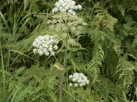 Angelica sylvestris 33, Gewone engelwortel, Saxifraga-Willem van Kruijsbergen