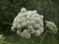 Angelica sylvestris 34, Gewone engelwortel, Saxifraga-Willem van Kruijsbergen