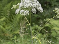 Angelica sylvestris 35, Gewone engelwortel, Saxifraga-Willem van Kruijsbergen