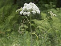 Angelica sylvestris 36, Gewone engelwortel, Saxifraga-Willem van Kruijsbergen