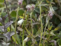 Antennaria alpina 2, Saxifraga-Willem van Kruijsbergen