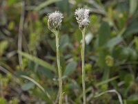 Antennaria alpina 3, Saxifraga-Willem van Kruijsbergen