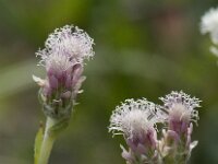 Antennaria alpina 5, Saxifraga-Willem van Kruijsbergen