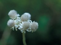 Antennaria carpatica 7, Saxifraga-Jan van der Straaten