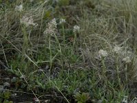 Antennaria dioica 1, Rozenkransje, Saxifraga-Willem van Kruijsbergen