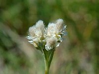 Antennaria dioica 10, Rozenkransje, Saxifraga-Jan van der Straaten