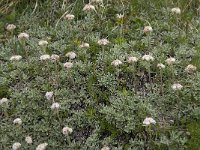 Antennaria dioica 11, Rozenkransje, Saxifraga-Willem van Kruijsbergen