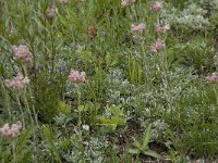 Antennaria dioica 13, Rozenkransje, Saxifraga-Willem van Kruijsbergen