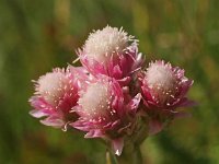 Antennaria dioica 14, Rozenkransje, Saxifraga-Hans Dekker