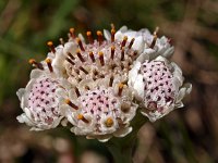 Antennaria dioica 15, Rozenkransje, Saxifraga-Hans Dekker