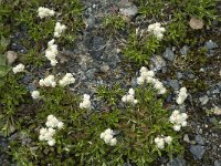 Antennaria dioica 16, Rozenkransje, Saxifraga-Jan van der Straaten