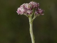 Antennaria dioica 17, Rozenkransje, female, Saxifraga-Jan van der Straaten