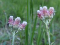 Antennaria dioica 18, Rozenkransje, Saxifraga-Jan Willem Jongepier