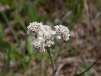 Antennaria dioica 19, Rozenkransje, Saxifraga-Jan Willem Jongepier