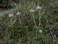 Antennaria dioica 2, Rozenkransje, Saxifraga-Willem van Kruijsbergen