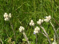 Antennaria dioica 20, Rozenkransje, Saxifraga-Jan Willem Jongepier