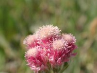 Antennaria dioica 21, Rozenkransje, Saxifraga-Jan Willem Jongepier