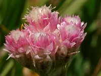 Antennaria dioica 22, Rozenkransje, Saxifraga-Hans Dekker