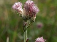 Antennaria dioica 24, Rozenkransje, Saxifraga-Hans Dekker